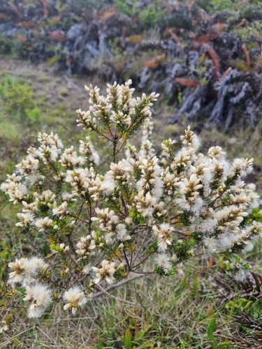 Patagonian groundsel tree (Baccharis patagonica)