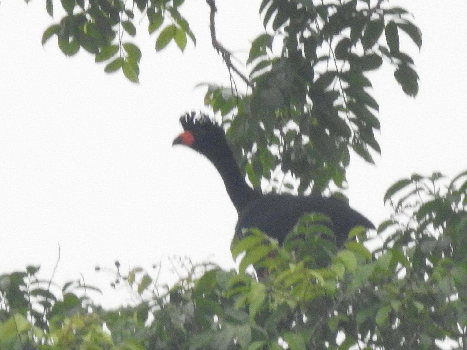 Wattled Curassow (Crax globulosa), photo 2