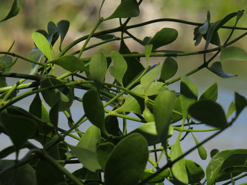Cryptic Mistletoe (Viscum obscurum)