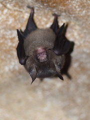 Hipposideros cervinus