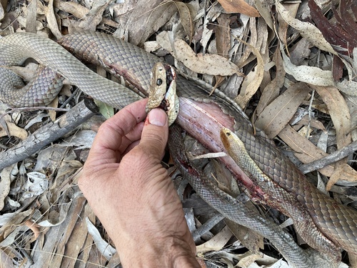 Eastern Brown Snake sighting