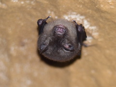 Hipposideros cervinus