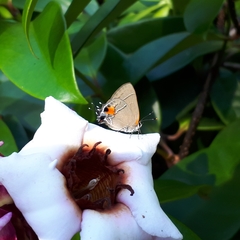 Electrostrymon angerona
