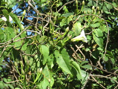 Ipomoea intrapilosa