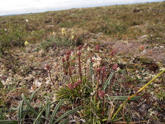 Tofieldia coccinea