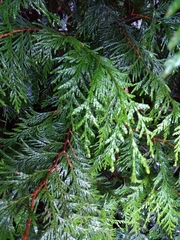 Thuja plicata