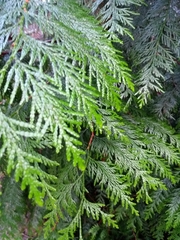 Thuja plicata