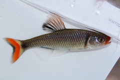 Fieryblack Shiner photo 1