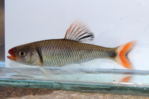 Fieryblack shiner (Cyprinella pyrrhomelas) — Cyprinidae — 3