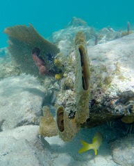 Callyspongia aculeata