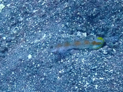 Flagtail Shrimpgoby (Amblyeleotris yanoi)