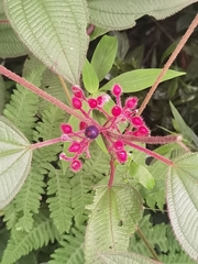 Miconia petiolaris