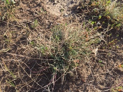 Schedonnardus paniculatus