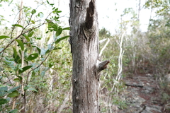 Juniperus barbadensis
