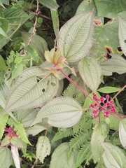 Miconia petiolaris, photograph Eduardo Chacón Madrigal, CC BY, iNaturalist via GBIF