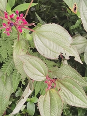 Miconia petiolaris, photograph Eduardo Chacón Madrigal, CC BY, iNaturalist via GBIF