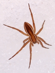 Dolomedes striatus