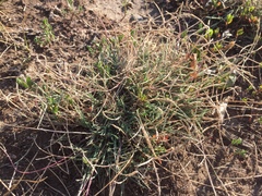 Schedonnardus paniculatus