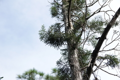 Juniperus barbadensis