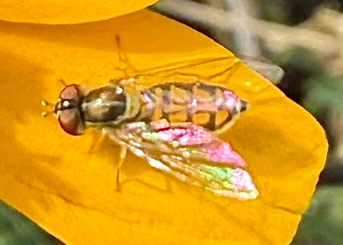 Unknown species found near W South Mountain Ave, Phoenix, AZ, US