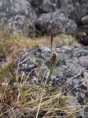 Carex membranacea