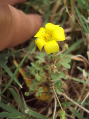 Oxalis