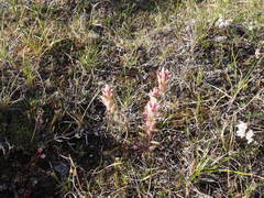 Castilleja elegans