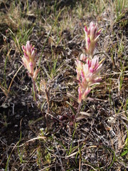 Castilleja elegans