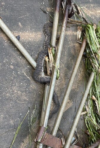 Arafura File Snake sighting