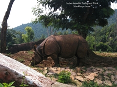 Rhinocerotidae