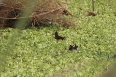 Gallinula chloropus