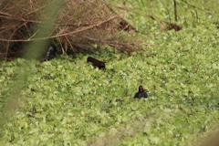 Gallinula chloropus
