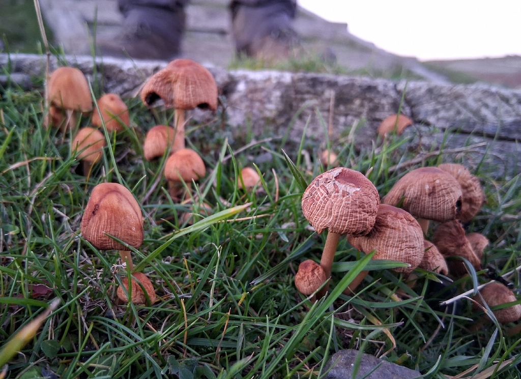 Micacei · November 2025 · photo: © duncan-brooks (iNaturalist, cc-by)