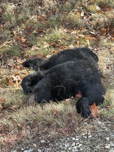 American Black Bear photographed in New Hampshire