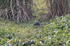 Porphyrio poliocephalus