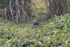 Porphyrio poliocephalus