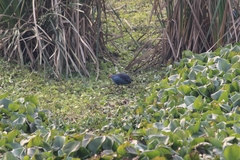Porphyrio poliocephalus