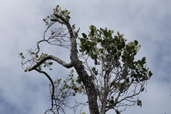 Coccoloba northropiae