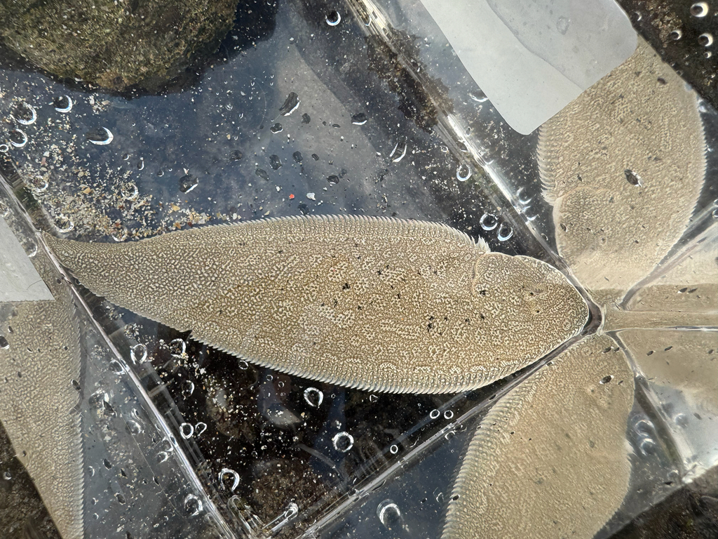 Japanse tongschar (Paraplagusia japonica) — Cynoglossidae