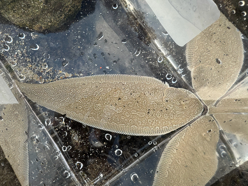 Black cow-tongue (Paraplagusia japonica) — Cynoglossidae