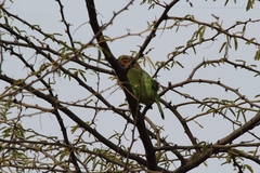 Psilopogon zeylanicus