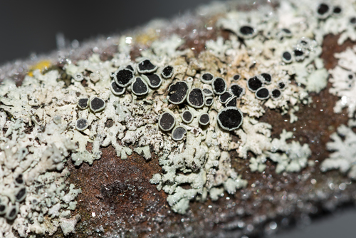 Žvaigždinė žiauberė nuotrauka