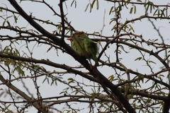 Psilopogon zeylanicus