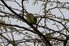 Psilopogon zeylanicus