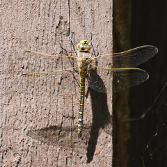 Aeshna interrupta