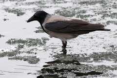 Corvus cornix