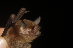 Pteronotus mesoamericanus