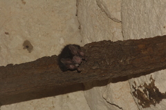 Chrotopterus auritus