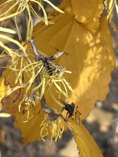 Unknown species found near Washington Square Park, New York, NY, US