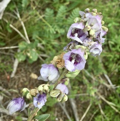 Angelonia integerrima